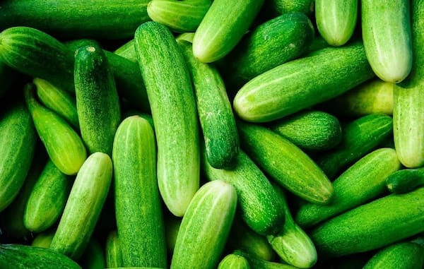 تصویر 5 از قیمت خیار سبز یزدی + خرید باور نکردنی